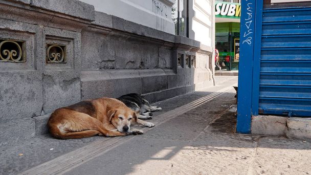 Уличные собаки в Мексике во время Ковид-19
 - Фото, изображение