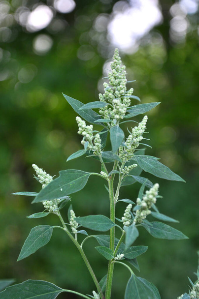 In nature, the field grows a Chenopodium album - Photo, Image