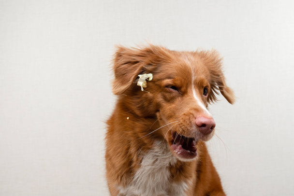 犬の面白い顔。ハッピーペットは食べ物を捕まえる。ノバスコシアダックトロールレトリバー - 写真・画像