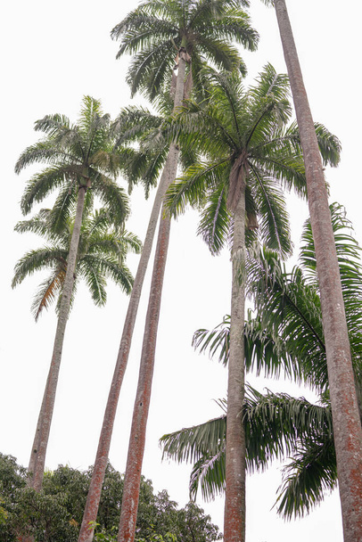 Overbelichte foto van palmbomen - Foto, afbeelding