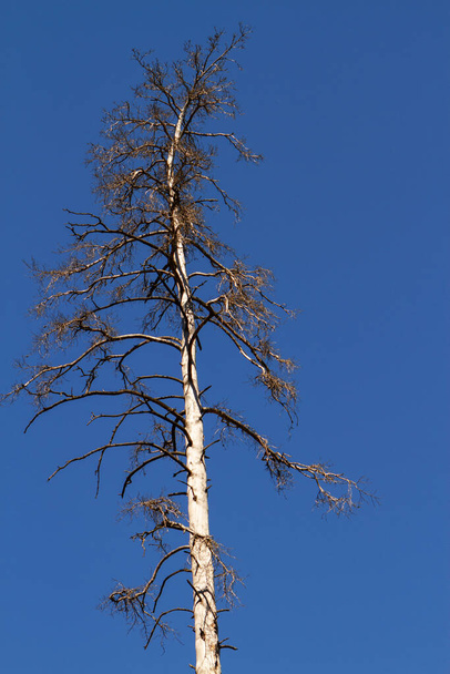 Dry dead pine trees in the forest against the sky. - Фото, изображение