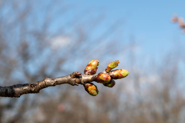 春の小さな緑の葉桜の芽の庭の木の枝マクロ。日当たりの良い自然若い植物目覚め明るい光の色 - 写真・画像