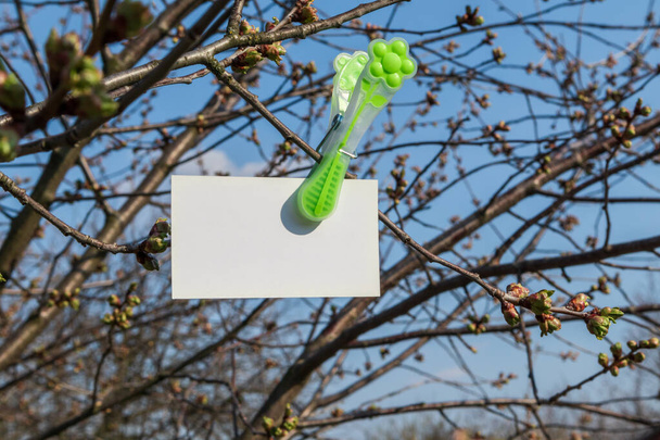 Feuille de mémo blanche vierge clippée avec une jolie épinglette verte sur un arbre printanier ensoleillé et un fond bleu ciel. Mémo écrire la carte d'espace de copie suspendue
 - Photo, image