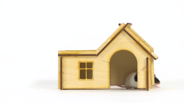 Dekorative niedliche Ratten aus nächster Nähe in einem kleinen Holzhaus vor weißem Hintergrund - Filmmaterial, Video