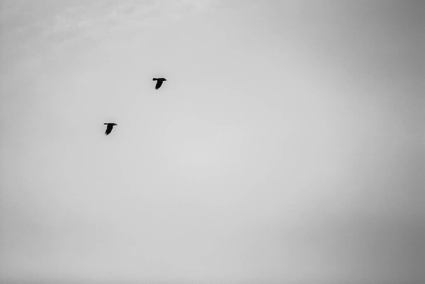 Two birds flying together in the sky - Фото, зображення