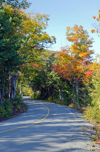 Autumn colors near Ottawa river valley in sunny day - Фото, зображення