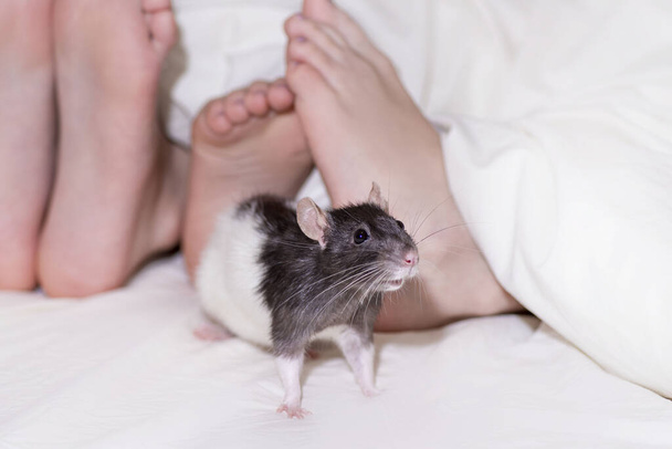 Dwie stopy dzieci wyjrzały spod koca, szary ozdobny szczur podglądał między stopami niemowlęcia.Rok szczura, dzieci bawiły się ozdobnym szarym zwierzęciem szczura. - Zdjęcie, obraz