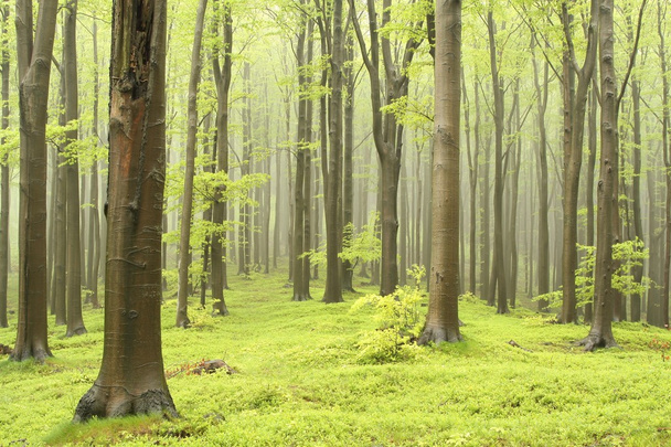 Mlhavý bukový les - Fotografie, Obrázek