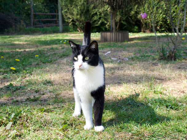 Black and white cat in the garden against the backdrop of greenery, interesting sharp look - Photo, Image