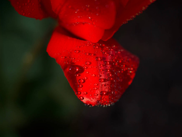 czerwony tulipan oświetlony zachodzącym słońcem i na nim krople wody po deszczu, makro zdjęcie - Zdjęcie, obraz