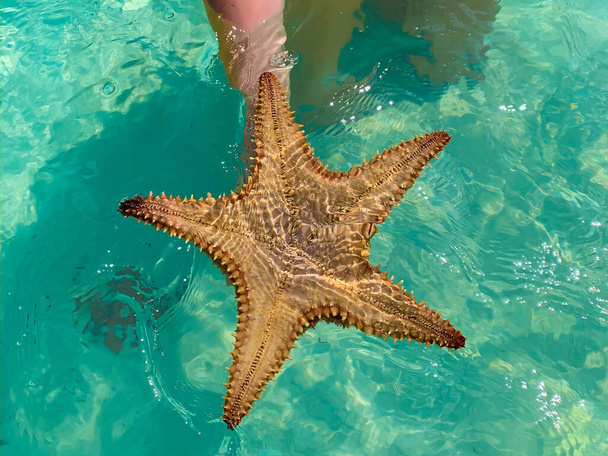 Grandes estrellas de mar exóticas en la mano en el mar Caribe cerca de la isla Saona en República Dominicana
 - Foto, imagen