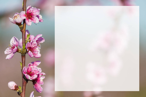 Весенний цветущий фиолетовый розовый персиковый фон размыт
 - Фото, изображение