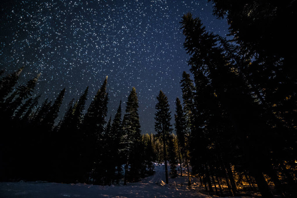 Stromy v lese s mnoha hvězdami v zimě - Fotografie, Obrázek