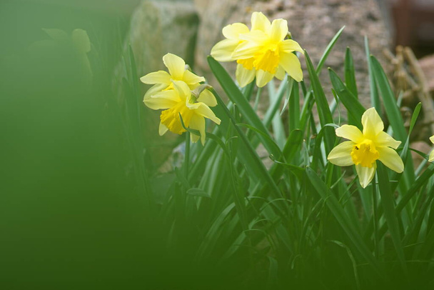 Fiori di narciso giallo crescono nel giardino primaverile
. - Foto, immagini