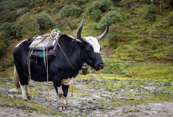 uno yak domestico si riposa sui prati
 - Foto, immagini