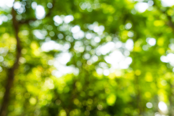 Hämärtynyt vihreä keltainen puu jättää bokeh tausta luonto maisema
 - Valokuva, kuva