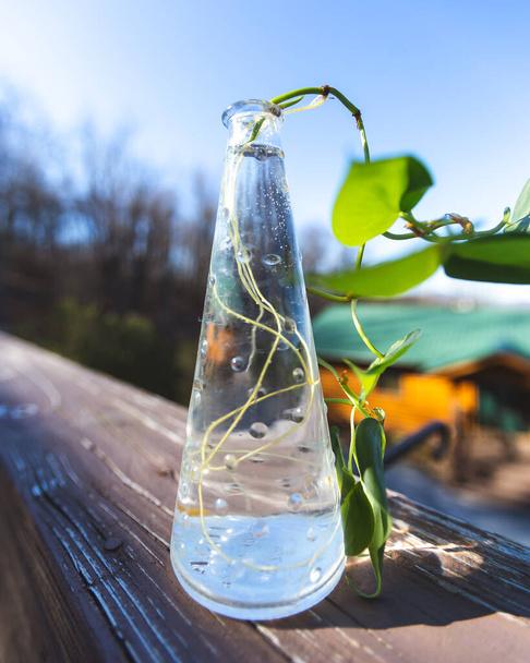 Rostlina řezání klíčící kořeny ve vinobraní sklenice vedle srubu na jasně modré obloze zblízka - Fotografie, Obrázek