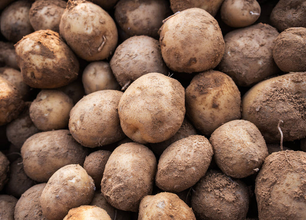 Fresh organic potato background - Photo, image