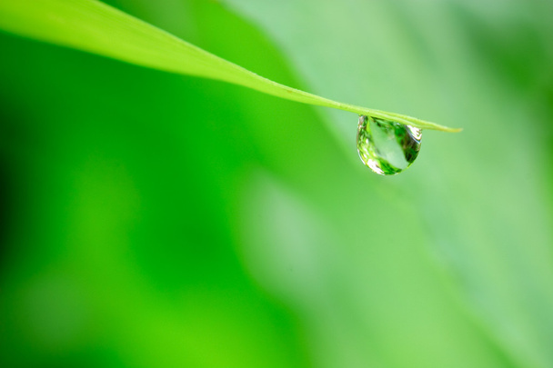 Water dew drops - Photo, Image