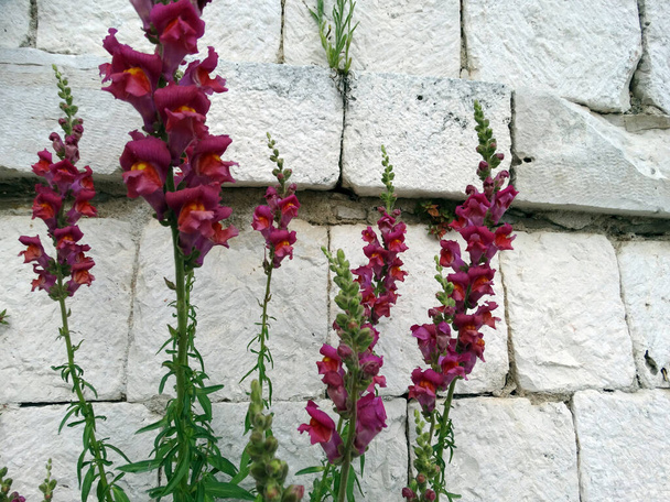 bright pink raspberry large inflorescences of antirrhinum majus growing in crevices of a white stone wall - Photo, Image
