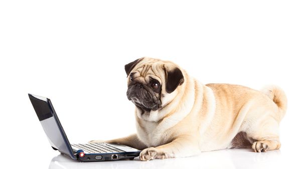 pug dog computer geïsoleerd op witte achtergrond - Foto, afbeelding