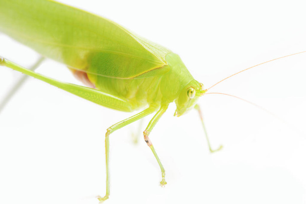 Zelený list kobylka na bílém pozadí. - Fotografie, Obrázek
