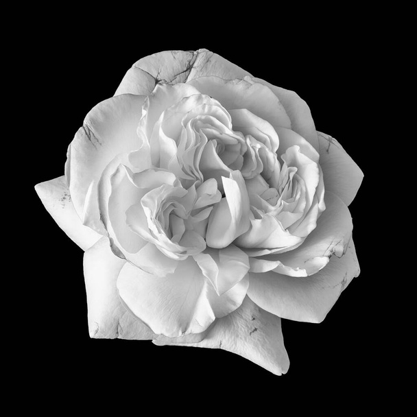 яскравий монохромний білий розквіт троянди макро ізольований на чорному тлі
 - Фото, зображення