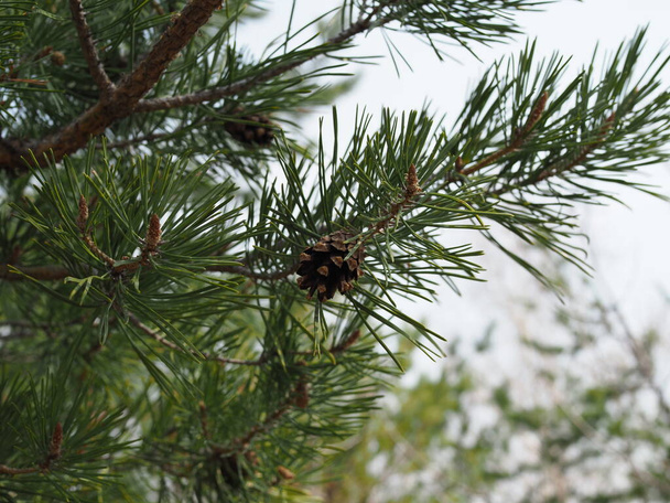 image rapprochée de la branche de pin avec des cônes. - Photo, image