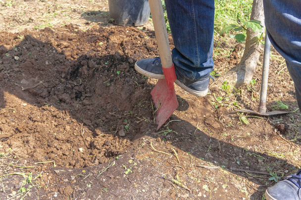 Hombre cavando tierra en el jardín con pala roja. concepto de jardinería de primavera o cosecha, añadiendo fertilizante para el suelo
. - Foto, Imagen