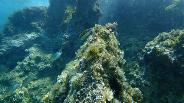 El wrasse adornado (Thalassoma pavo) y dreamfish, salema, salema porgy, vaca bream o goldline (Sarpa salpa), mar Egeo, Grecia, Hydra
 - Foto, imagen