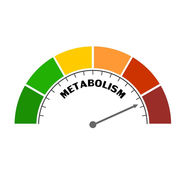 Metabolism Level Concept - Vektör, Görsel