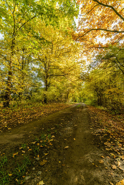 Sonbaharın başlarında ağaçlar arasındaki tozlu yol, Stribro. - Fotoğraf, Görsel