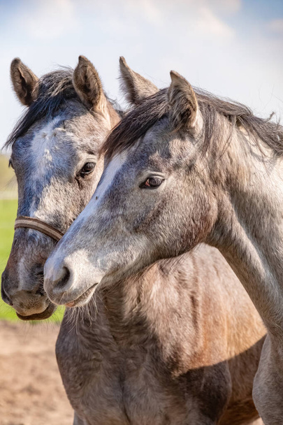 Zwei springende Pferde sind Hengstköpfe, sie liegen dicht beieinander. in grauer Farbe - Foto, Bild