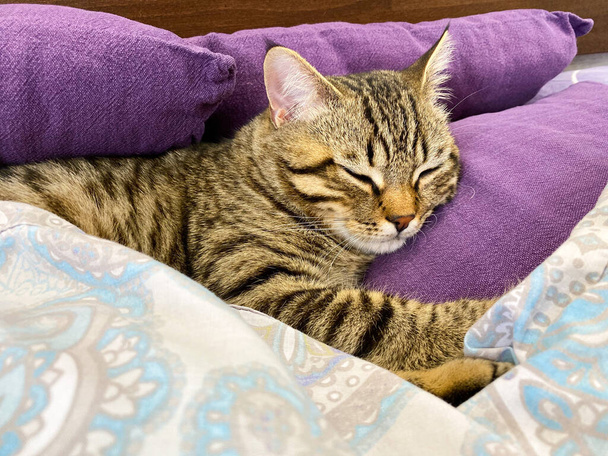 Gros plan d'un chat écossais tabby couché / dormant sur des oreillers couverts d'une couverture
. - Photo, image