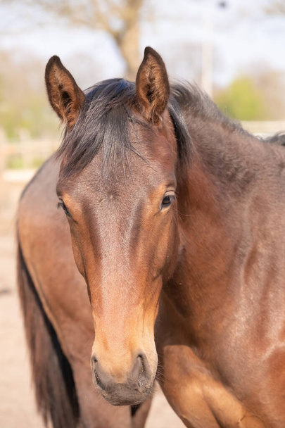 Фотография красивой молодой скачущей лошадиной головы впереди, коричневого цвета
. - Фото, изображение