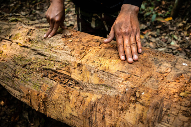 Ölü ağaca dokunan Asyalı adamın elleri yağmur ormanlarının zemininde yatıyordu. Ahşap gövde kabuksuz sert bir yüzey gösteriyor.. - Fotoğraf, Görsel