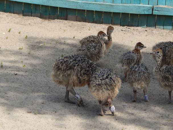 La granja de avestruces en Yasnogorodka, Ucrania
 - Foto, imagen
