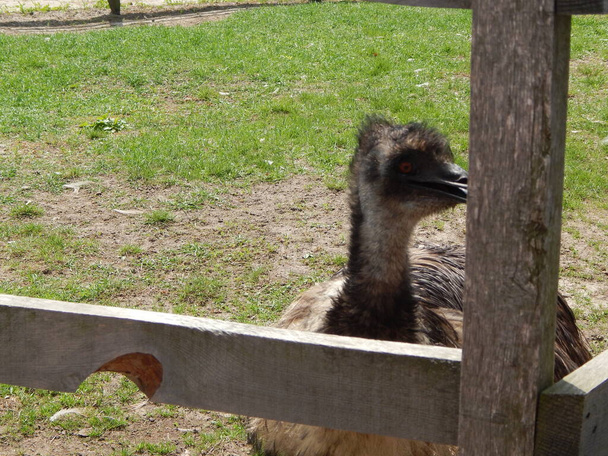 The ostrich farm in Yasnogorodka, Ukraine - Фото, изображение