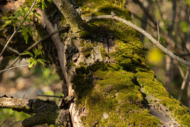 зеленый мох на дереве в лесу весной
 - Фото, изображение