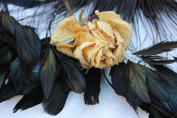Fading rose on black feathers. Vintage background. Beige rose on a background of feathers. Old theme. Gothic theme. - Photo, Image