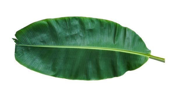 新鮮なバナナの葉のクリッピング ・ パスは、絶縁 - 写真・画像