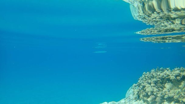Риба, гарпун або морська голка (белоне белоне), Егейське море, Греція, Халкідікі - Фото, зображення