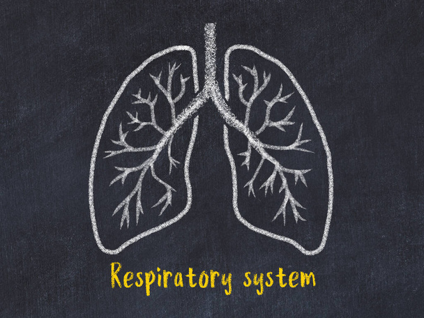 Konzept des Lernens von Lungenkrankheiten. Kreidezeichnung der Lungen mit Inschrift - Foto, Bild