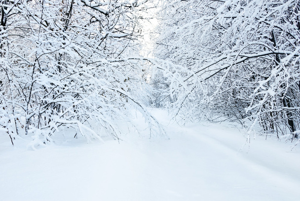 Ośnieżona droga w lesie zimą - Zdjęcie, obraz