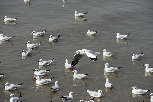 Seagulls on sea coast at daytime - Photo, image