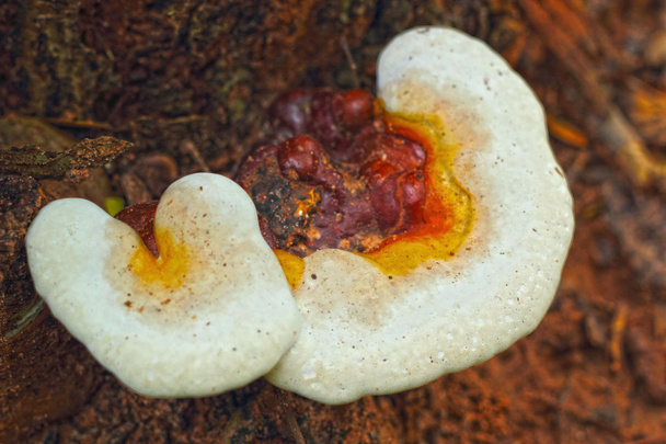 Ganoderma Lucidum - Ling Zhi Mushroom. - Photo, Image