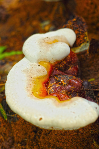 Ganoderma lucidum - ling zhi gombát. - Fotó, kép