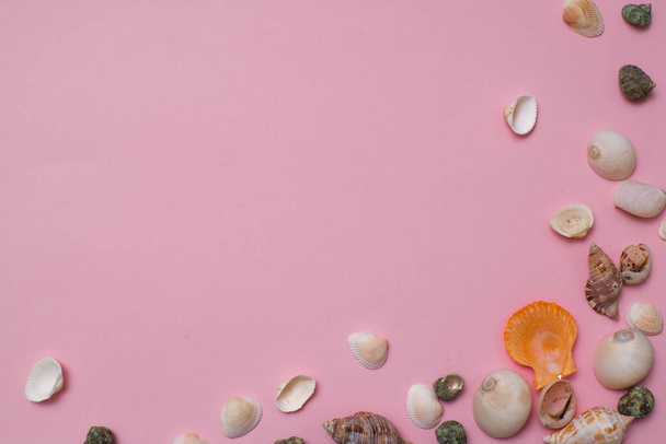 Different seashells on a bright pink background , the concept of holidays by the sea. - Фото, изображение