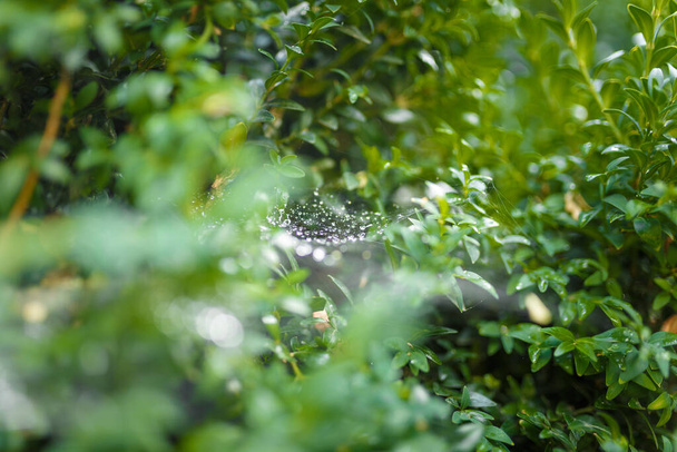 Buxus nebo dřevěné listy s pavučinou pokrytou kapkami deště nebo rosou - Fotografie, Obrázek