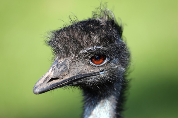 Emu Bird Portrait - Fotó, kép